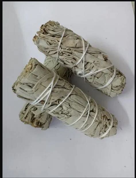 Californian White Sage at ₹ 325/piece | Sage Herb in Karnal | ID ...