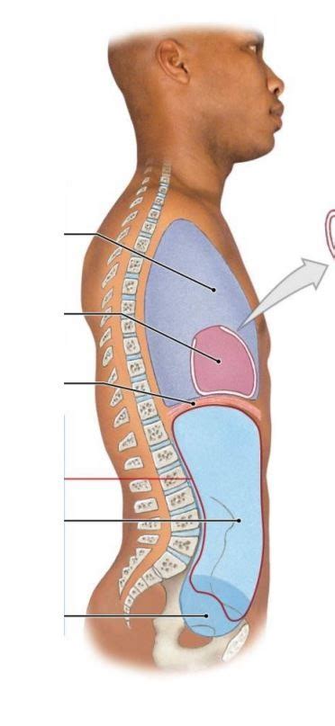 Body Cavities Lateral View Diagram Quizlet