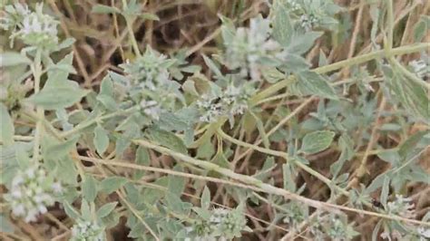 За целебными травами. Мята и мурсалский чай. Всё собирала в День любви ...