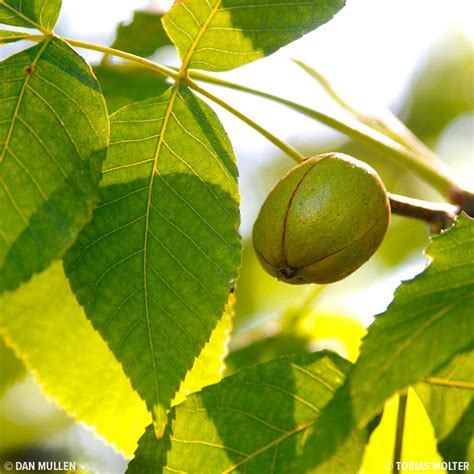 Buy affordable Shellbark Hickory trees at our online nursery - Arbor ...