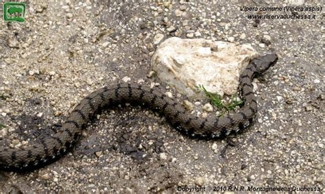 Vipera Comune Vipera Aspis Foto N 4