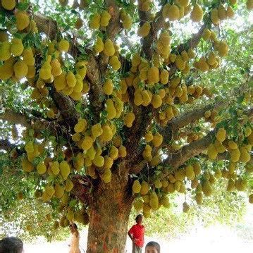 The Complete Guide to Jackfruit Plant Cultivation and the Different Me ...