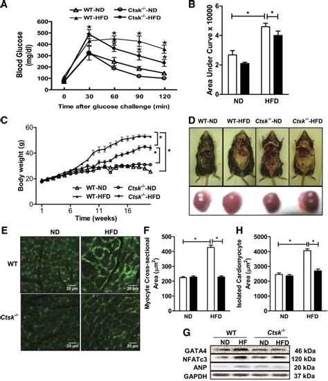 A And B Effect Of Cathepsin K Knockout On Glucose Disposal In Mice Fed