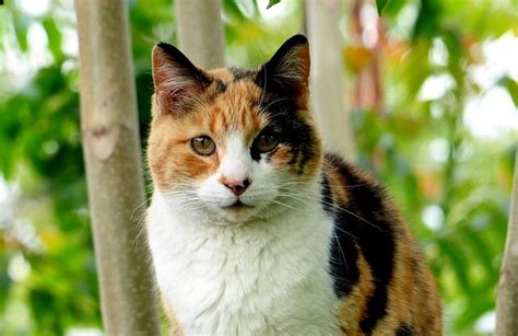 Calico Cat Names - Unique & Female Calico Cat Names | Cat Names City