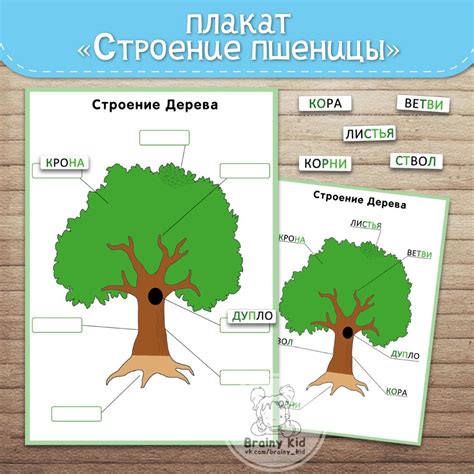 Схема строения дерева для дошкольников картинки - Фото подборки