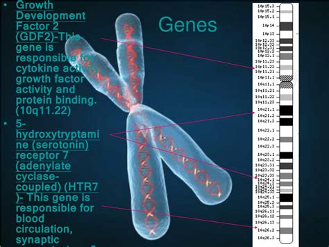 PPT - Chromosome 10 PowerPoint Presentation, free download - ID:5429631