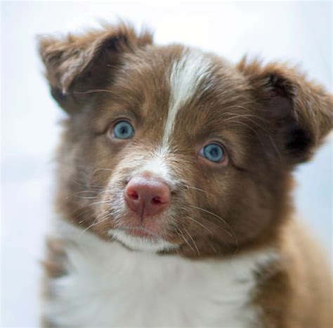 Hunde mit blauen Augen: Ursachen, Hunderassen, Infos | HundeFunde