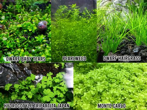 Live Easy Carpeting Aquarium Plant Monte Carlo Pearl Weed Etsy De