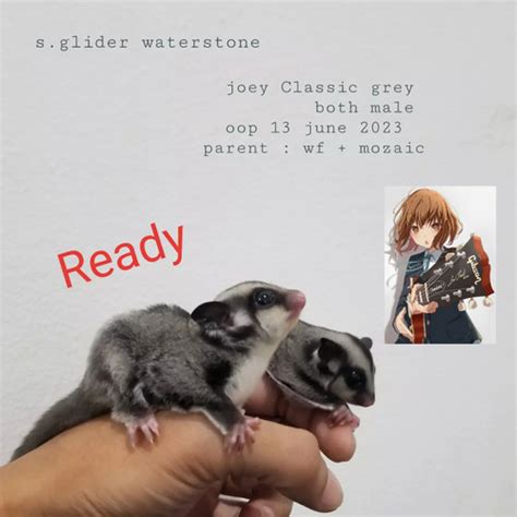 Jual Sugar Glider Joey Classic Grey Kab Sukabumi Aaa Gazou Tokopedia