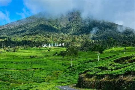 Mengungkap Keindahan Alam Di Kebun Teh Dempo Pagaralam Surga Teh Di