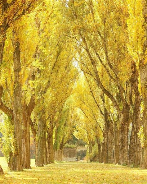 Visit Japan: Enjoy the beautiful row of yellow leaves at Maeda Forest Park in Hokkaido Prefec ...