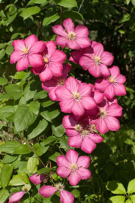 Clématis * Clematis * Клематис, Ломонос * Waldreben * Clém… | Flickr