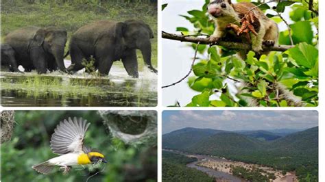 Cauvery South Wildlife Sanctuary notified as Tamil Nadu’s 17th Wildlife ...