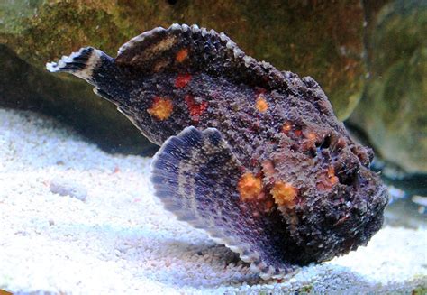 stonefish deadly venom holds surprising medical benefits smore science