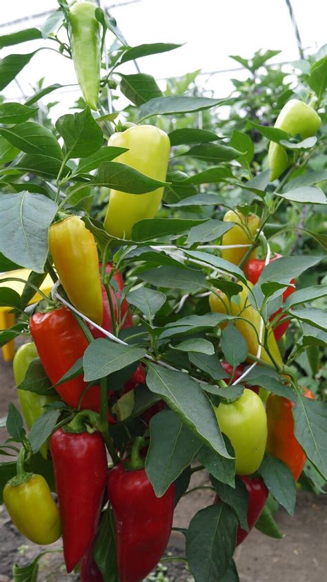 Сладкий перец 🫑 СОКРОВИЩЕ 🫑 - непревзойденный вкус и качеством плодов ...