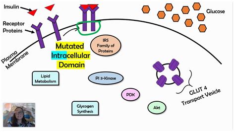 Signal Transduction Pathway Diagram