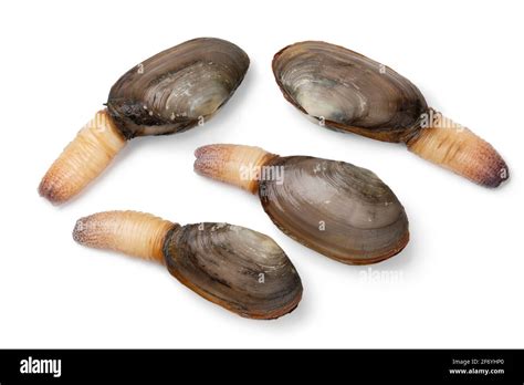 Fresh Raw Alive Soft Shell Clams An Edible Saltwater Clam Isolated On