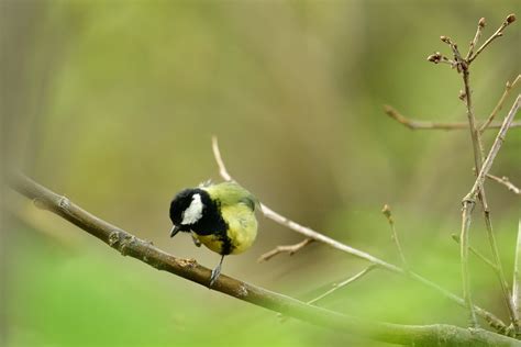 Es Juckt Kohlmeise Parus Major C Daisy Paepke Naturgucker De