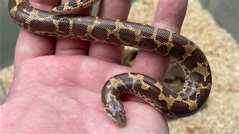 Kenyan Sand Boa Feeding Youtube