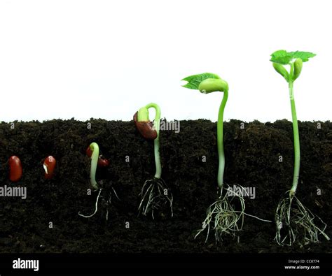 Bean Seeds Germination Stock Photos And Bean Seeds Germination Stock