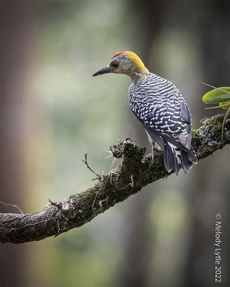 Hoffmann S Woodpecker Female Melanerpes Hoffmannii Costa Flickr