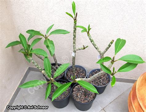 Growing Plumeria from cuttings - Schneor Design and More