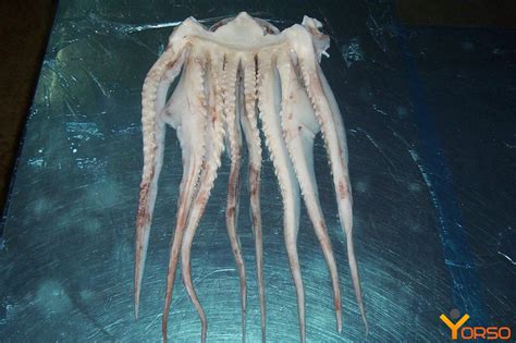 Giant Squid Tentacles Fresh Frozen Fully Clean 30 Kl Bag