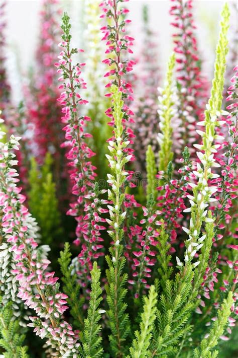 Multicolor Calluna Vulgaris Stock Photos Free And Royalty Free Stock