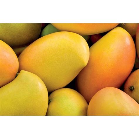 Mango At Best Price In Madurai By Shri Ram ID 6766516797