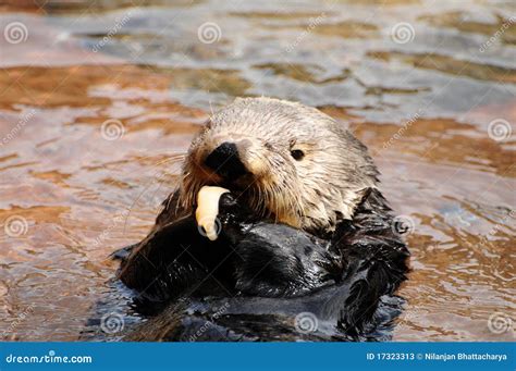 Sea Otter Feeding Stock Image Image Of Marine Nature 17323313