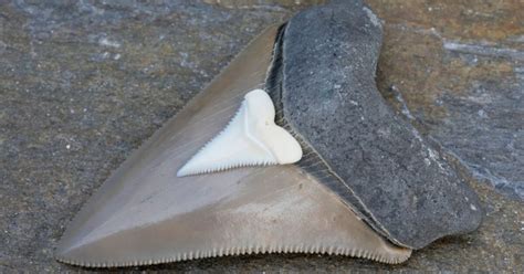 Woman Finds Massive Prehistoric Megalodon Shark Tooth On South Carolina