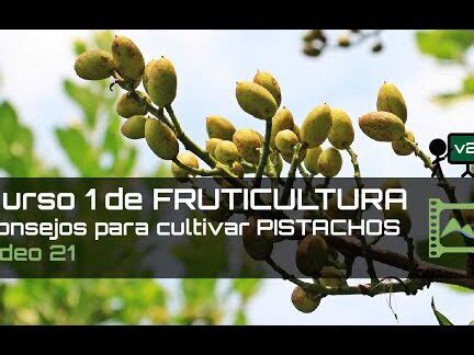 Guía completa para cultivar pistachos consejos y técnicas