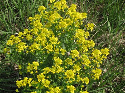 Barbarea vulgaris - Изображение особи - Плантариум