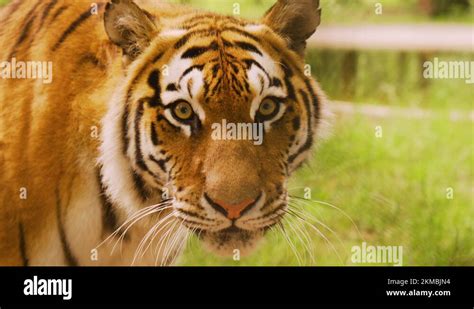 Tiger hunting prey Stock Videos & Footage - HD and 4K Video Clips - Alamy