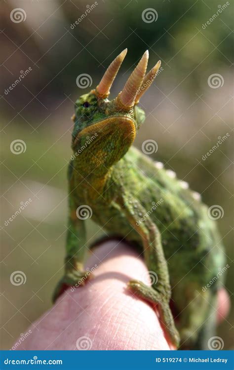 Jackson Chameleon Stock Images - Image: 519274