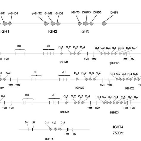 G Aculeatus Igh Locus Diagram With Location Of The Vh Segments All Download Scientific