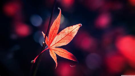 Leaf 4K Wallpapers - Top Free Leaf 4K Backgrounds - WallpaperAccess