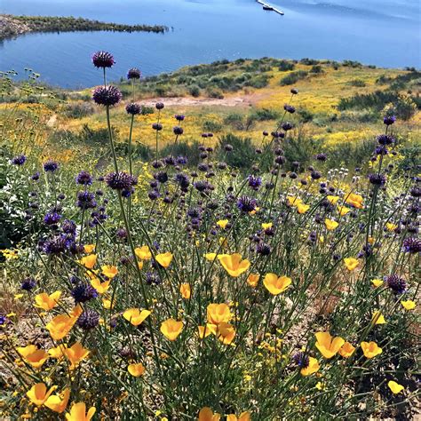 diamond valley lake super bloom anja - Plantscapers