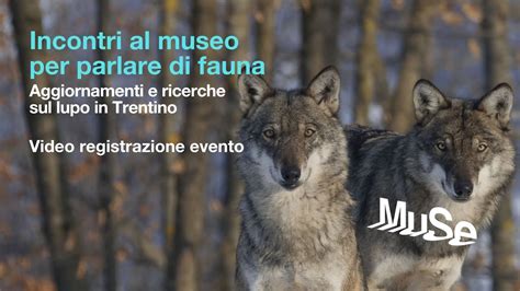 Incontri Fauna 4 7 Febbraio 2024 Aggiornamenti E Ricerche Sul Lupo