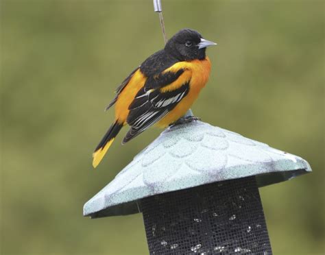 What Bird Feeder Colors Are Most Attractive To Birds