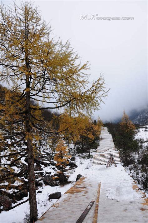 无人竖图室外白天正面旅游度假草地草坪美景山树林雪植物雾大雪楼梯松树叶子中国亚洲朦胧模糊阶梯积雪