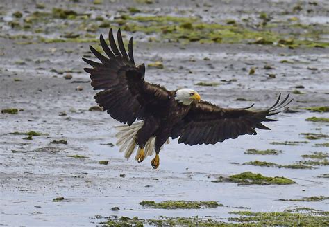 Bald Eagle Migration (Wa State) | Nikon Cafe