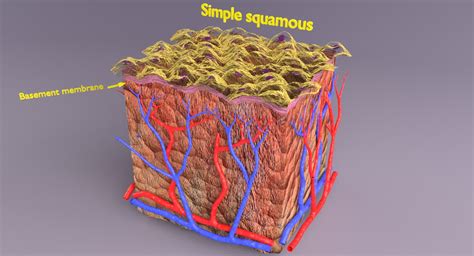 ArtStation - epithelial cells types collection 3D | Resources