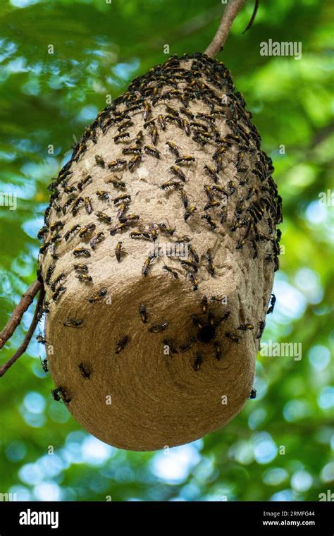 Wasps Build Their Nest In Tree The Species Of Wasp That Like To Build Nests Above Ground Use