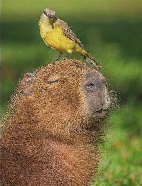 Veil On Twitter RT CAPYBARA MAN Peace