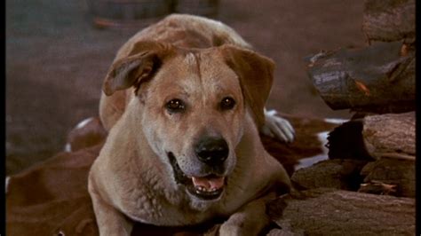 Image - Old Yeller pic. 16.jpg | Disney Wiki | FANDOM powered by Wikia