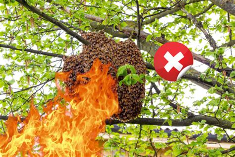 How To Get Rid Of Wasps Wasp Nest Removal Tips Pest Control Bristol