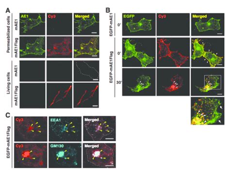 Expression And Intracellular Localization Of Murine AE1 Mutants In