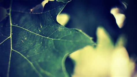 Wallpaper Sunlight Leaves Water Nature Reflection Grass Branch