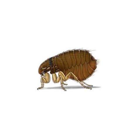 Flea Identification, Habits & Behavior | Isotech Pest Management